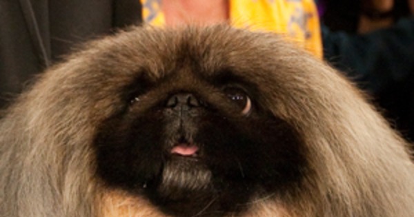 Best In Show Check Out Westminster Top Dog Malachy The